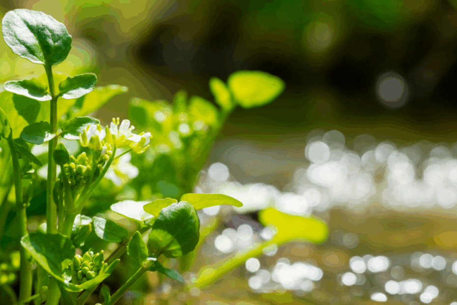 Uncover the nutritional powerhouse: Watercress! Learn its health benefits & why it's the best produce to buy!